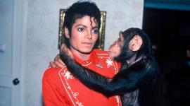 La historia de Bubbles refleja el contraste entre la fama mediática y las necesidades reales de los animales exóticos