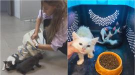 Imagen del momento del rescate y la posterior atención veterinaria de los gatos abandonados en la Terminal Terrestre.