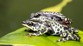 Ecuador alberga 709 especies de ranas, de las cuales más de 400 están amenazadas.