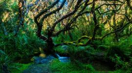Reserva Ecológica El Ángel, en Carchi.