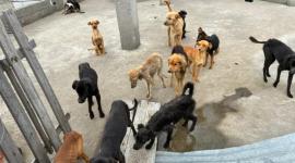 Una denuncia ciudadana permitió rescatar a 18 perros de una casa en Quito.