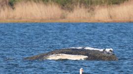 Una ballena jorobada quedó varada.