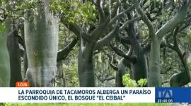 Sozoranga, en la provincia de Loja, invita a descubrir "El Ceibal", un ecosistema único de bosque seco que se convierte en un referente para el turismo. Un reportaje de María del Rocío Coronel.