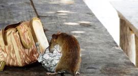 Qué es el hantavirus y cómo se transmite a humanos