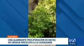 La acumulación de desechos en las calles del norte de Guayaquil ha disparado la presencia de roedores. Expertos advierten sobre el riesgo de enfermedades. Un reportaje de Camila Guevara