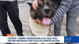 Dos mascotas lograron reencontrarse con sus dueños gracias a que portaban sus placas. La Unidad de Bienestar Animal recalca la importancia de la identificación. Un reportaje de Mishell Villacís