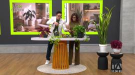 El experto en plantas, Matías Iragorri, nos enseña tips prácticos para que tus plantas ornamentales y llenen de buena energía tu hogar.