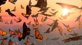 La migración otoñal de las mariposas monarca. Partiendo de todo Estados Unidos y Canadá, las mariposas viajan hasta 4 mil kilómetros.