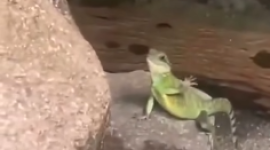 En un zoológico de Malasia, una iguana se está volviendo famosa porque cuando la saludas… te responde con la “mano”