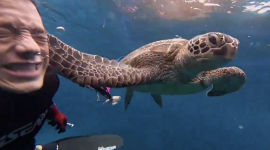 Una tortuga se acerca a un buzo, le abofetea y se marcha