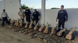 Las autoridades hallaron más de una decena de cabezas de venado en un inmueble en Santa Elena.