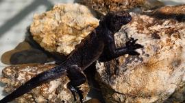 Cuatro iguanas marinas de Galápagos fueron rescatadas por la Policía Ecuador en el norte de Guayaquil
