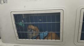 Denuncian presunto caso de maltrato animal en el norte de Quito