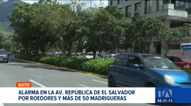 La aparición de ratas en esta transitada avenida del norte de Quito obligó a la instalación de mesas de trabajo técnicas para erradicar el problema.  Un reportaje de Mishell Villacís