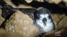 Paola Sangolquí, bióloga marina y activista ambiental, comparte su trabajo para conservar al petrel, una de las aves emblemáticas y endémicas de Galápagos.