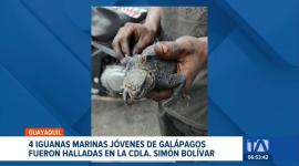 Los ejemplares protegidos aparecieron en distintos puntos de la ciudadela Simón Bolívar, en Guayaquil, en las cercanías del aeropuerto. Un reportaje de Ricardo Cruzatty