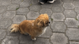Después del miedo, llegan los cuidados: el perrito rescatado en el norte de Quito ya está a salvo.