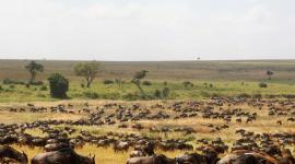 Millones de animales iniciaron una de las migraciones más impactantes del planeta en África