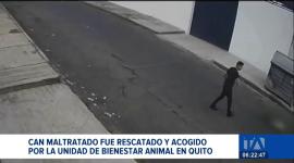 La Unidad de Bienestar Animal del Municipio de Quito rescató al canino para brindarle atención integral. Autoridades iniciaron con el proceso de sanción. Un reportaje de Juan Miguel Rodríguez