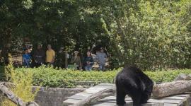 El padarinamiento de un animal del Zoo Quito otorga entradas gratis.