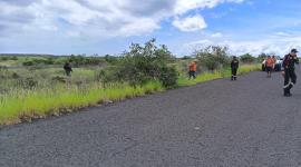 Una iguana terrestre habría sido atropellada en la Isla Baltra