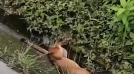 Un puma murió en la vía Gualaceo - Limón tras ser atropellado.