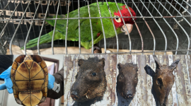Los animales permanecen bajo custodia mientras avanzan las investigaciones.