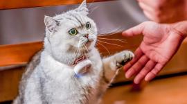 Una empresa china promociona un collar con IA para traducir a las mascotas.