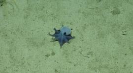 Especie de pulpo descubierto en Galápagos evidencia la importancia de la ciencia para la conservación marina