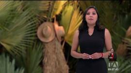 Descubrimos el origen de la paja toquilla, una planta emblemática, que con sus fibras dan vida al emblemático sombrero ecuatoriano. Un reportaje de Nathalie Jiménez