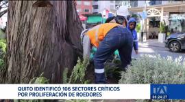 La Secretaría de Salud de Quito informó que las intervenciones sanitarias lograron mitigar la presencia de ratas. Se alerta de la presencia de insectos. Un reportaje de Mishell Villacís