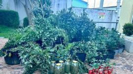 En el interior de la vivienda se encontró una plantación de marihuana y elementos para procesarla.