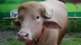 El búfalo albino 'Donald Trump', toda una atracción en Bangladesh