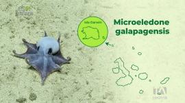 Paulina Sepa Egas, curadora de la colección marina, comparte detalles sobre el descubrimiento de una llamativa especie de pulpo azul en Galápagos.