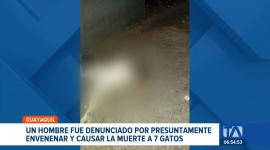 Moradores del sur de Guayaquil señalan a un vecino de haber colocado una sustancia tóxica en las áreas comunes lo que causó la muerte de 7 gatos. Un reportaje de Paula Kuhn