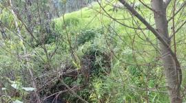 Una perrita cayó a una quebrada en el sector El despacho, en Cuenca.