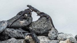 El Ministerio del Ambiente y Energía ejecutó los protocolos correspondientes para el retorno de 10 iguanas marinas, rescatadas en Guayaquil.