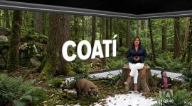 Exploramos la vida del coatí, una especie que habita en las regiones boscosas. Hay tres variedades registradas y destaca en los ecosistemas amazónicos. Un reportaje de Nathalie Jiménez