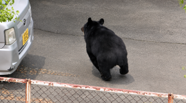 Oso siembra el pánico y ataca a trabajadores en Fukushima