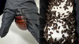 Australia incauta 100.000 cucarachas en redada contra criadero clandestino de insectos