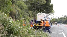 Mientras se retiran los árboles en la av. Simón Bolivar, habrá un cierre parcial de la vía.