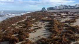 La deforestación de la Amazonia provoca invasión de algas (sargazo) en las playas del Caribe
