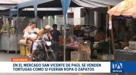 Agentes intervinieron en el mercado San Vicente de Paúl para rescatar a estos especímenes. Las autoridades recuerdan que esta especie es invasora. Un reportaje de Paula Kuhn
