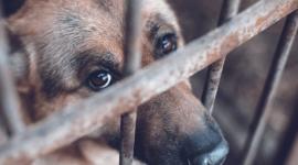 Colombia aprobó una ley para castigar a los violadores de animales.