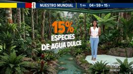 La cuenca amazónica alberga una biodiversidad acuática única, pero la sobrepesca amenaza a más del 30% de sus especies de agua dulce. Un reportaje de Nathalie Jiménez
