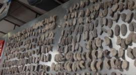 Una mujer china fue detenida con 658 pepinos de mar en el aeropuerto de Guayaquil.
