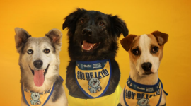 Por la adopción de una mascota las personas podrán acceder a un pañuelo mundialista.