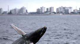Salinas presentó oficialmente la Temporada de Avistamiento de Ballenas Jorobadas 2026 "La Gira del Amor".