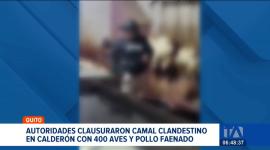 Autoridades clausuraron un camal ilegal en el norte de la Quito. En el sitio se hallaron aves vivas y carne guardada en condiciones insalubres. Un reportaje de Juan Miguel Rodríguez