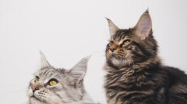 Los animales presuntamente serían vendidos para consumo humano